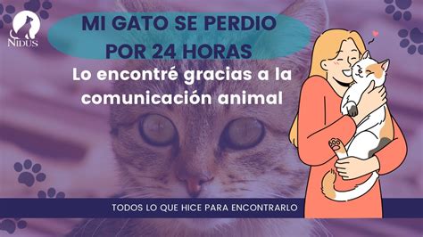 C Mo Encontrar A Un Gato Perdido Tips Para Buscarlo Comunicaci N