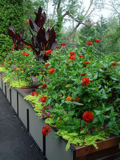 Zinnias In Pots