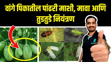 🌱वांगी पिकातील तुडतुडे मावा पंढरीमाशी आणि लाल कोळी नियंत्रण👍 Bharatagri Krushi Dukan