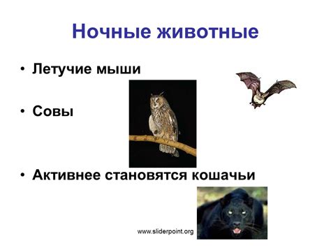 Ночные животные