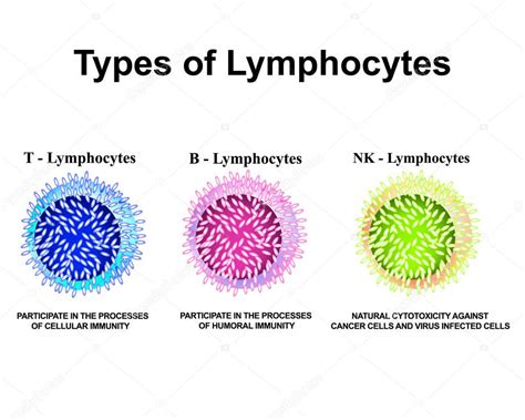 Tipos De Linfocitos Linfocitos T Linfocitos B Estructura De