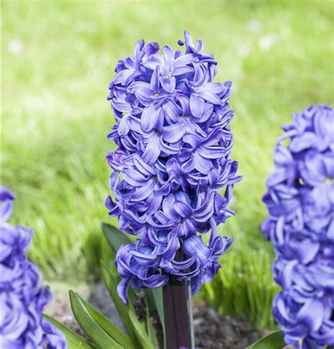 Hyacinthus Orientalis Blue Star Hyazinthe Gartenpflanzen Daepp