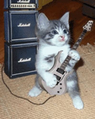 Guitar Cat GIF - Guitar Cat Guitarist - Discover & Share GIFs