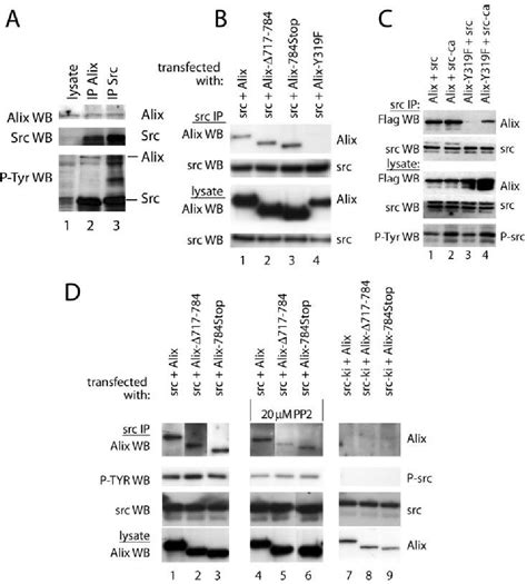 Figure 1 From Src Phosphorylation Of Alix AIP1 Modulates Its