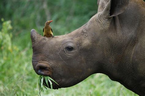 Oxpecker And Rhino Relationship