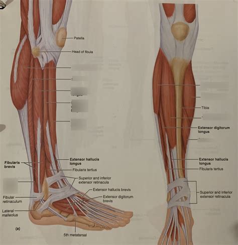 Muscle Of Anterolateral Of Right Leg Diagram Quizlet