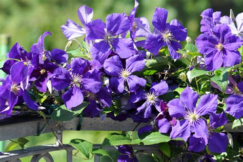 Taking Care Of Clematis