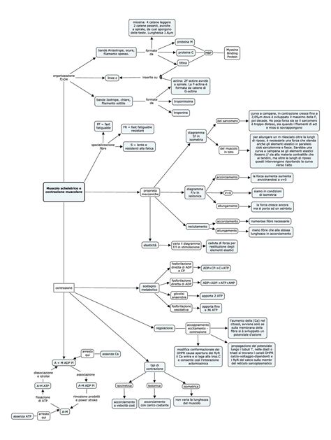 Fisiologia E Anatomia Muscolo E Contrazione Muscolare