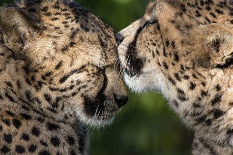 Hd Wallpaper Cheetah Kiss Mood Wallpaper Flare