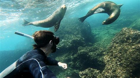 Snorkeling With Sea Lions Galapagos Islands Cruise Youtube