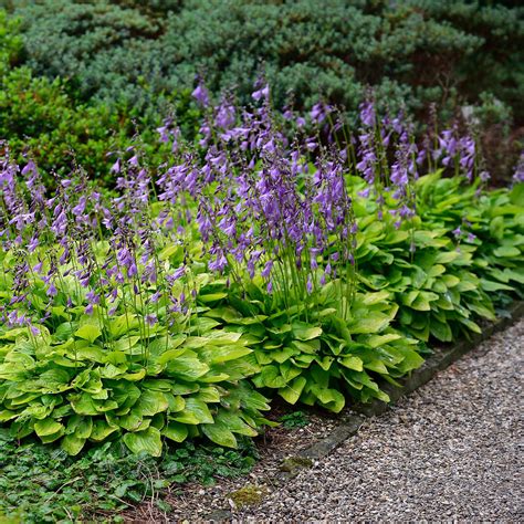 Hosta Naikiana Hydon Sunset Funkie Hydon Sunset