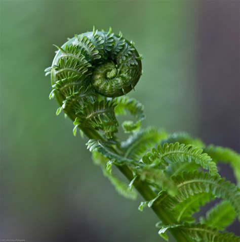 My life in 365 days: 138 of 365 Fiddlehead Fern