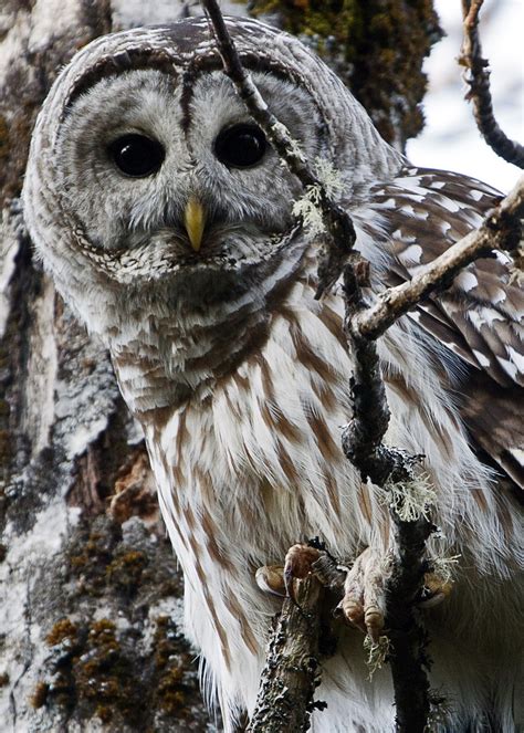 Barred Owl Strix Varia Boganeer Flickr