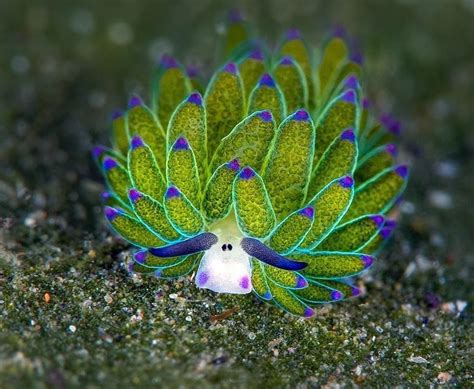 The leaf sheep sea slug (Costasiella kuroshimae) : r/natureporn