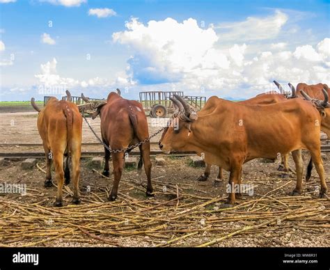 Oxes Are Working At Sugar Cane Farm In The Area Of Bayahibe La Romana