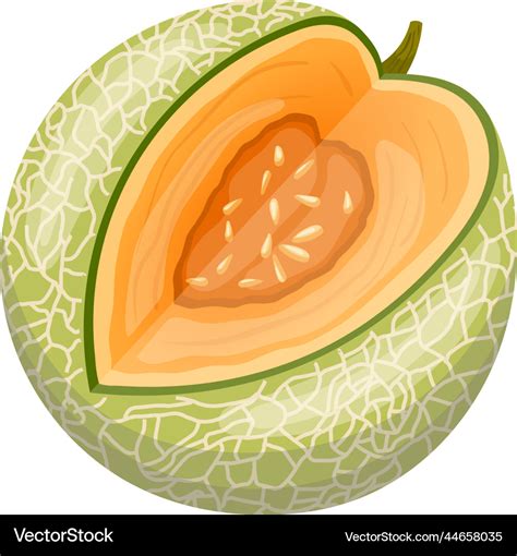 Melon Cantaloupe Cartoon Royalty Free Vector Image