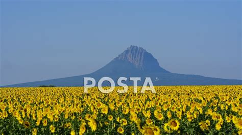 Ya Abri Hoy El Campo De Girasoles En Gonz Lez Posta Tamaulipas