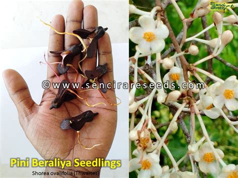 Home Senci Rare Seeds Area Buy Rare Seeds Buy Live Plants Online