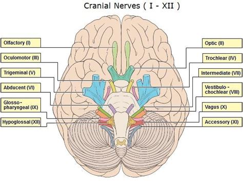 Pin On Cranial Nerves