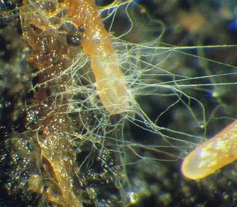 Soil and Environment: The role of mycorrhiza in the mineral nutrition ...