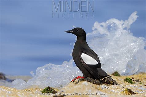 Black Guillemot stock photo - Minden Pictures