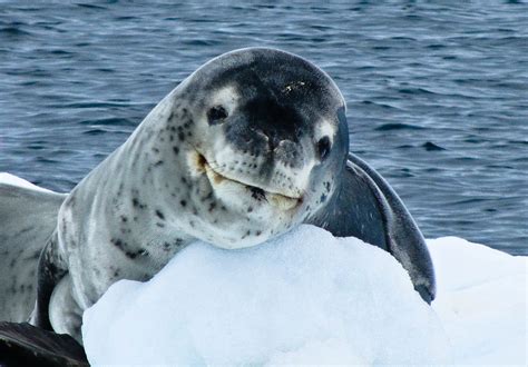 THE SMILING LEOPARD SEAL -ANTARCTICA