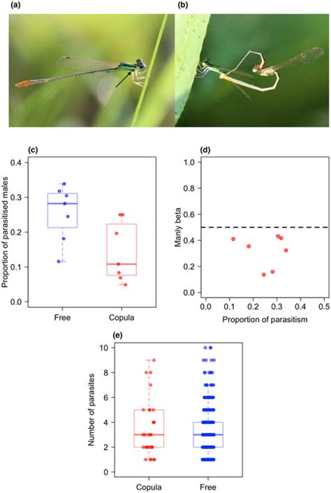 Parasite‐mediated Sexual Selection In A Damselfly Khan 2022