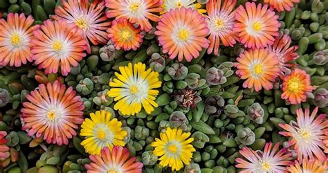 Can You Plant Succulents Outside Gardenprofy