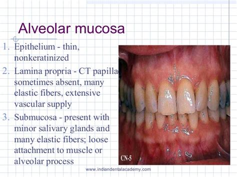 Histology Of Oral Mucous Membrane Including Gingivacertified Fixed