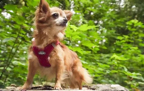 How Much Exercise Do Chihuahuas Need The Halo Pets