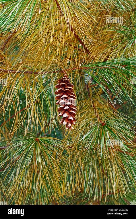 Eastern White Pine Pinus Strobus Cone And Needles This Tree Is Also