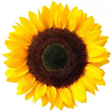 Semillas De Girasol Belleza De Otoño Variadas MercadoLibre