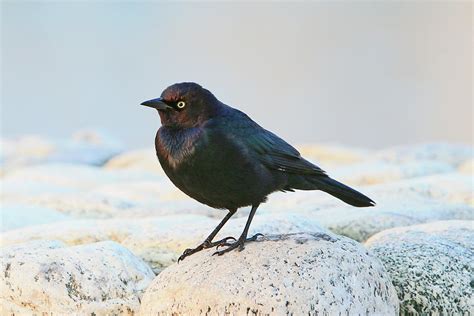 Brewers Blackbird Photograph By Shoal Hollingsworth Fine Art America