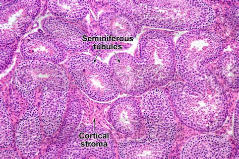 Man Testicle Transverse Section X Man Mammals Reproductive