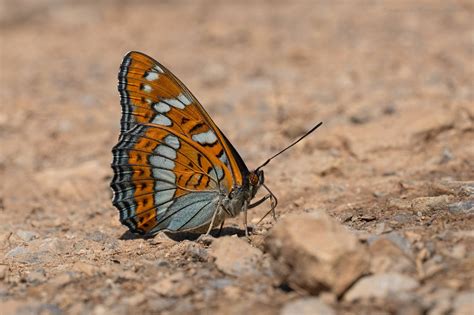 Limenitis Populi Butterflies Of Croatia