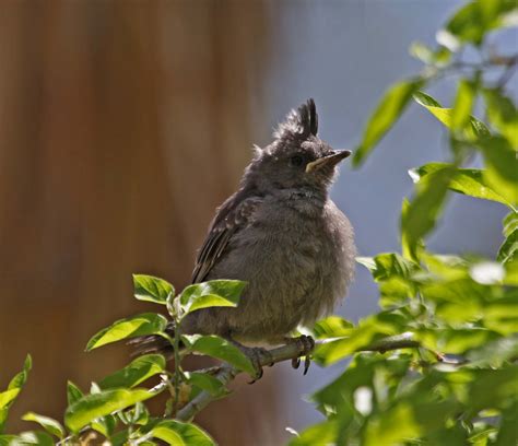 Pictures and information on Pyrrhuloxia