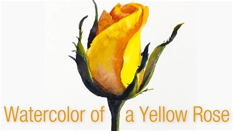 yellow rose watercolor painting - Watercolor Painting