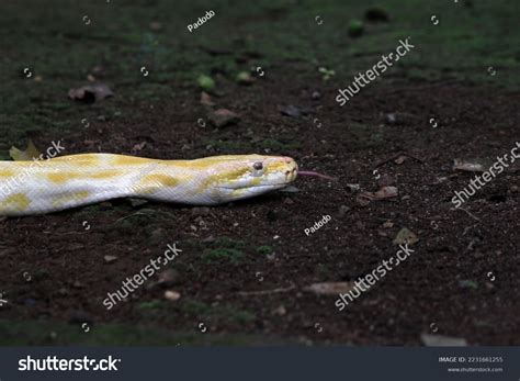 Burmese Python Southeast Asian Rock Python Stock Photo 2231661255 ...