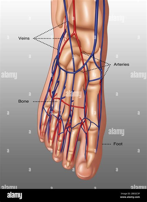 Veins In The Foot