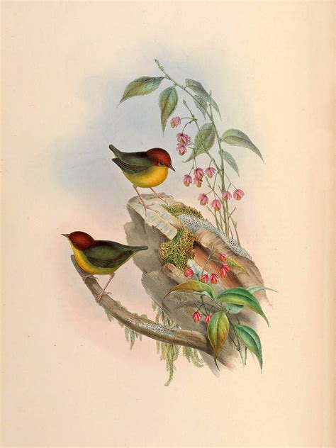 Cettia Castaneocoronata Drawing By John Gould And Henry Constantine
