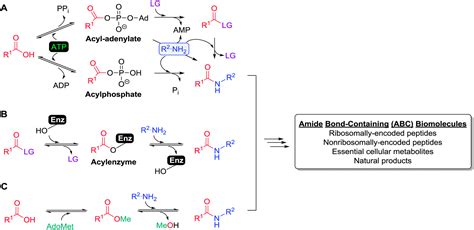 Amide Hydrolysis Enzyme