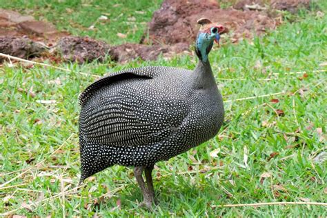 Gallina De Guinea Características Alimentación Hábitat