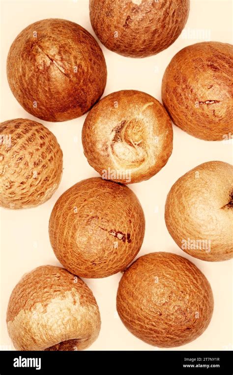 Areca Catechu Betel Nut Areca Nut Stock Photo Alamy