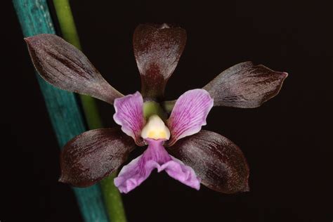 Encyclia Atrorubens 2013 10 14 01 A Not Often Seen Species Flickr