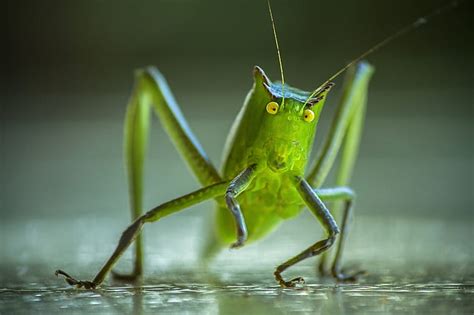 Royalty-Free photo: Green katydid in macro photography | PickPik