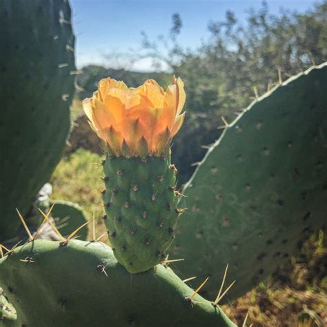 Los Nopales De Milpa Alta Una Joya Verde En La Ciudad De México