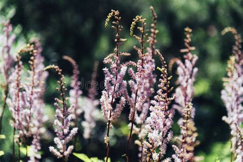 Astilbe Rubra Violetten Blumen Im Abschluss Des Botanischen Gartens