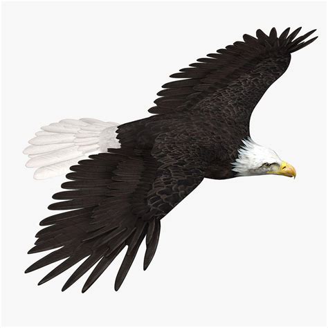 Flying American Eagle Logo LogoDix