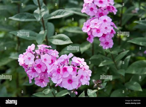 Phlox Paniculata Eva Cullum Stock Photo Alamy