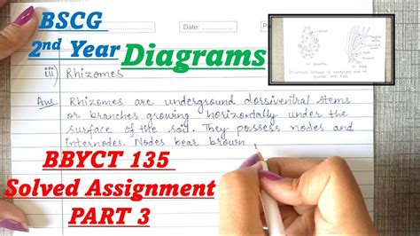 Bbyct Solved Assignment Ignou Part Plant Anatomy And